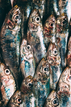 fresh sardines from the fish market