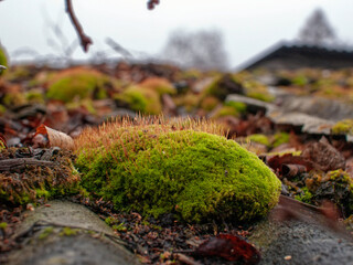 green moss on a slate roof, Russia