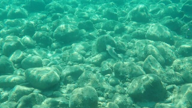 Flathead grey mullet, flathead mullet, striped mullet (Mugil cephalus) undersea, Aegean Sea, Greece, Halkidiki