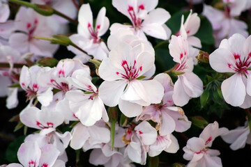 Gentle pink flowers