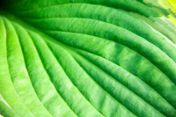 Hosta leaf close up. Contrast image. Vegetable texture with low depth of field.