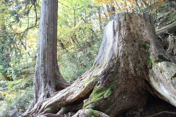 大きな切株