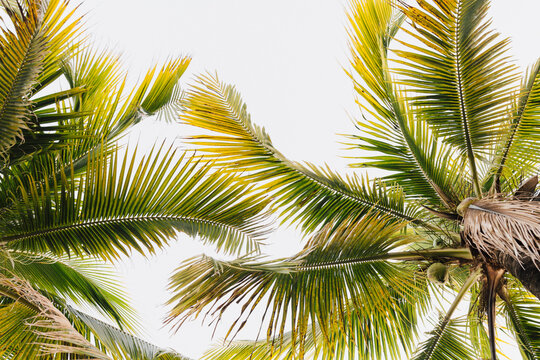 Coconut Palm Trees from below. Florida.