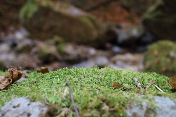 苔の生えた岩