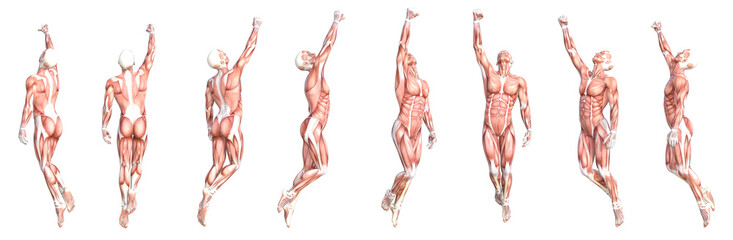 Conceptual anatomy healthy skinless human body muscle system set. Athletic young adult man posing for education, fitness sport, medicine isolated on white background. Biology science 3D illustration