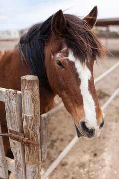 Horse Portrait in a Desert Stable .