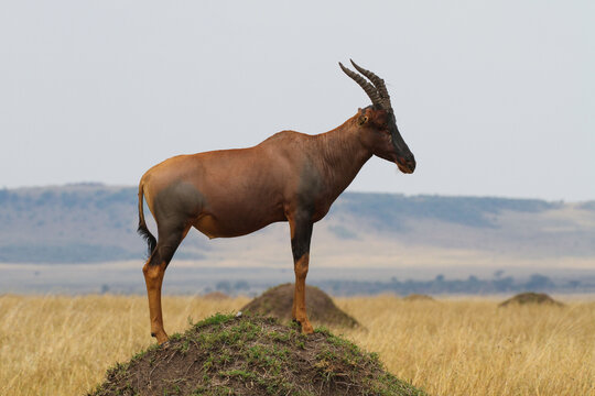 Common Tsessebe