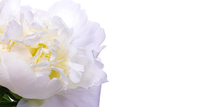 Beautiful white Peony on white background. Blooming peony flower open, time lapse, close-up. With place for text or image. 4К Wedding backdrop, Valentine's Day concept. 4K video timelapse