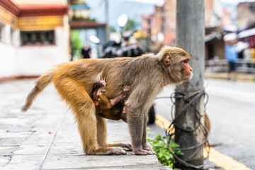 Mother monkey with her baby at the Swayambhunath temple in Kathmandy