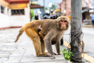 Mother monkey with her baby at the Swayambhunath temple in Kathmandy