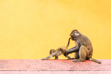 Mother monkey with her baby at the Swayambhunath temple in Kathmandy