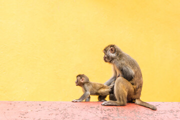 Mother monkey with her baby at the Swayambhunath temple in Kathmandy