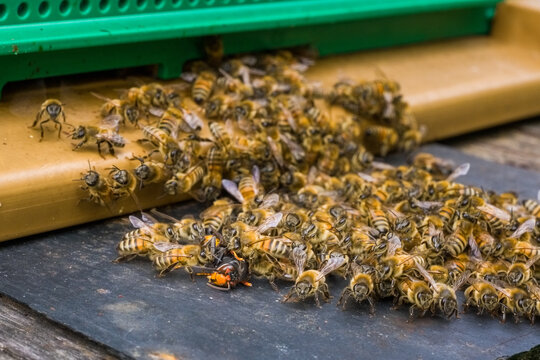Un frelon asiatique se fait attaquer par les abeilles