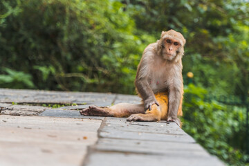 Obraz premium Monkey at the Swayambhunath temple, stock photo