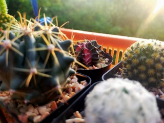 Cactus Gymno Calicium Lb beautiful green various species