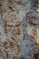 Abstract pattern of brown squiggly lines against a light grey and cream coloured background on the...