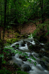 Obraz premium stream in the forest