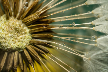 Close up macro photo of a dandelion with water drops.