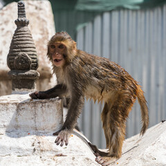 Baby monkey at the Swayambhunath temple, stock photo
