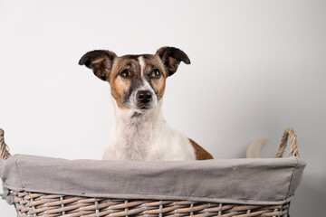 Brown, black and white Jack Russell Terrier posing in wicker basket, half body, isolated on a white background, with copy space