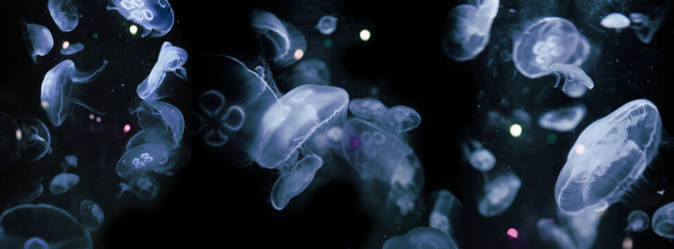 Squids on black background