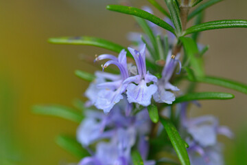 Blüten des Rosmarin	