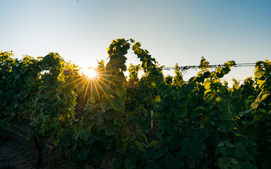 Sunrise over grape Vineyard; summer winery region morning landscape Typical view on countryside in...