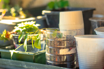 Plastic cups and cut bottles being used as pots in a home made balcony garden. Fresh plants and vegetables being grown by housewives