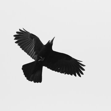 crow in flight