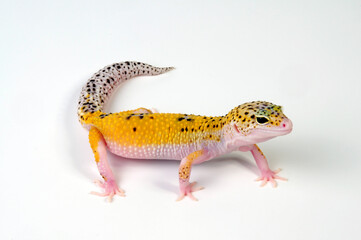 Leopard gecko / Leopardgecko (Eublepharis macularius) - white yellow eclipse