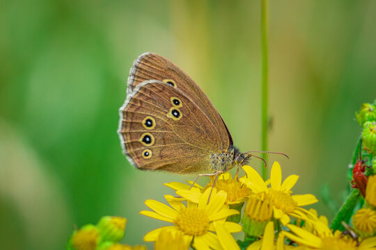 Close up photo of a Ringlet Butterfly sitting on a yellow flower.