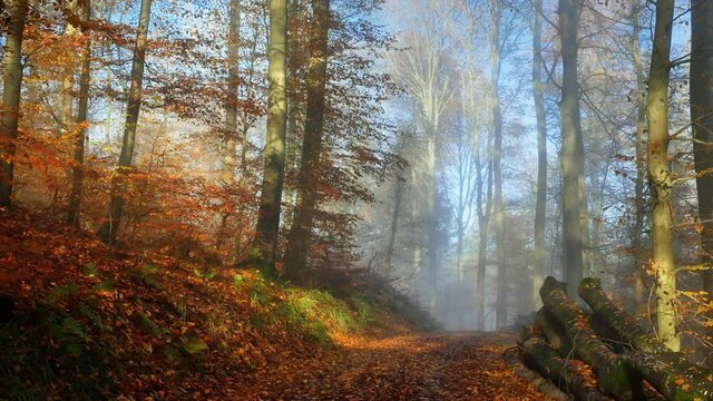Gently moving on a path through a deciduous forest in autumn with beautiful sunshine, light fog and blue sky