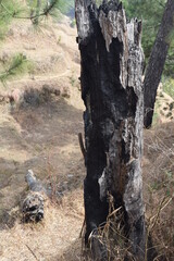 Wood Fire, Burnt Tree