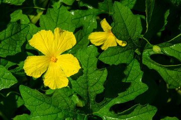 The bitter gourd that it is blooming shows its pollen.