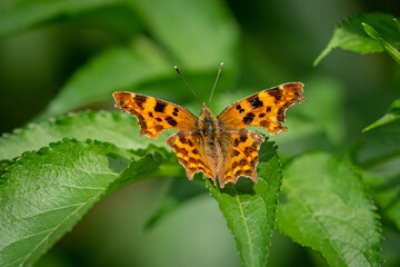 butterfly on leaf