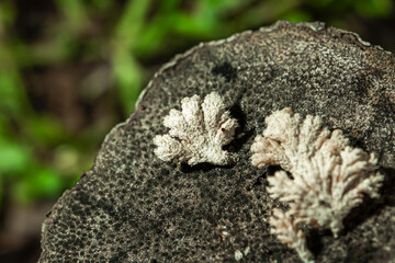 A mushroom that grows on a dead tree