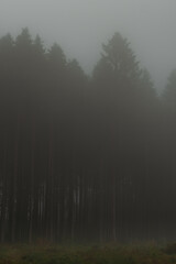 Las o poranku z mgłą © Marek