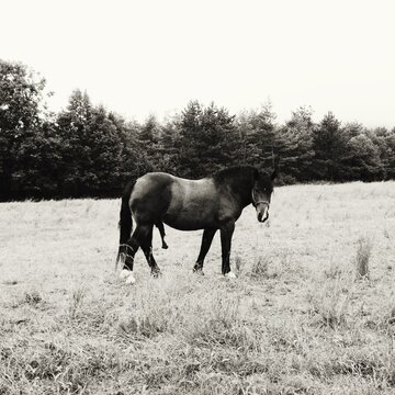 Horse erection