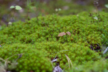 Green moss carpet in the forest