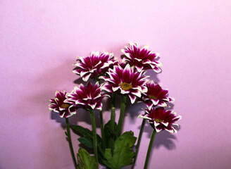 blooming sprigs of chrysanthemum on pink background.