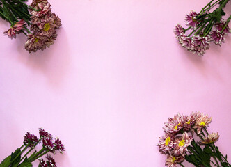 blooming sprigs of chrysanthemum on pink background.