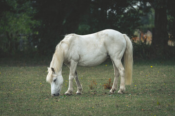 White Horse Grazzing in a field.