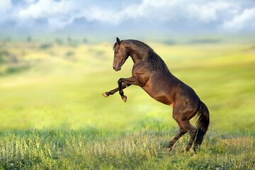 Bay stallion rearing up on green meadow