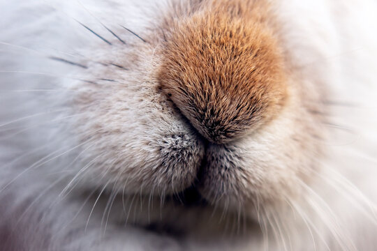 Mountain Hare in the Scottish Highlands.