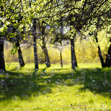 Bubbles floating across green meadow