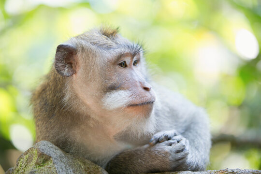 Monkey looking away with hands in front of body