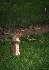 Squirrel standing up in a park looking out for danger and threats
