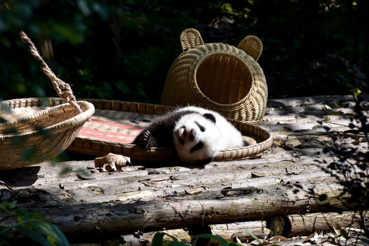 Panda cub - Sichuan China 赤ちゃんパンダ - 中国四川
