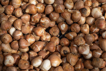 Bulbs of varietal tulips, gardening seed preparation. Bulb of a Dutch tulip close-up