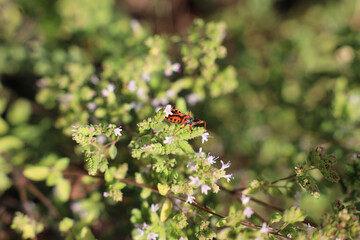 Roter Käfer auf blühendem Strauch in der Sonne